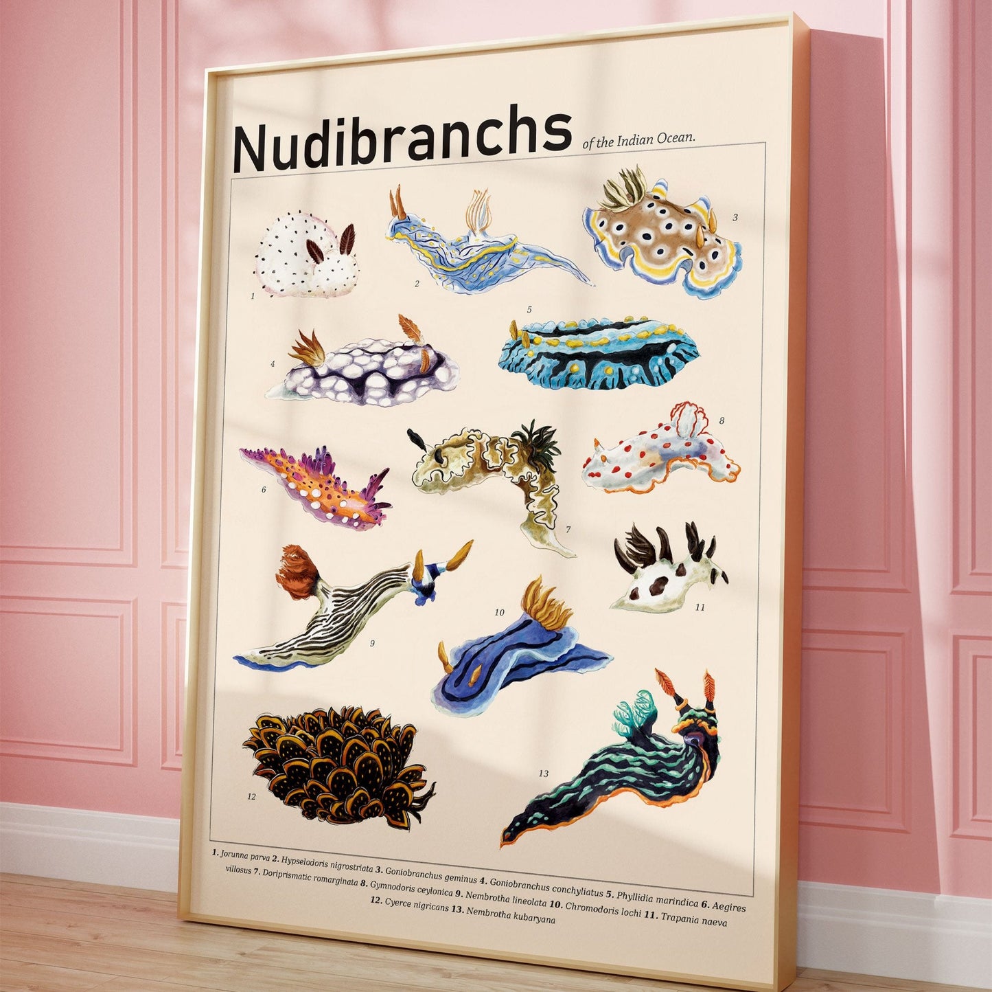 Nudibranchs of the Indian Ocean