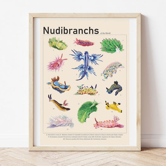 Nudibranchs of the World