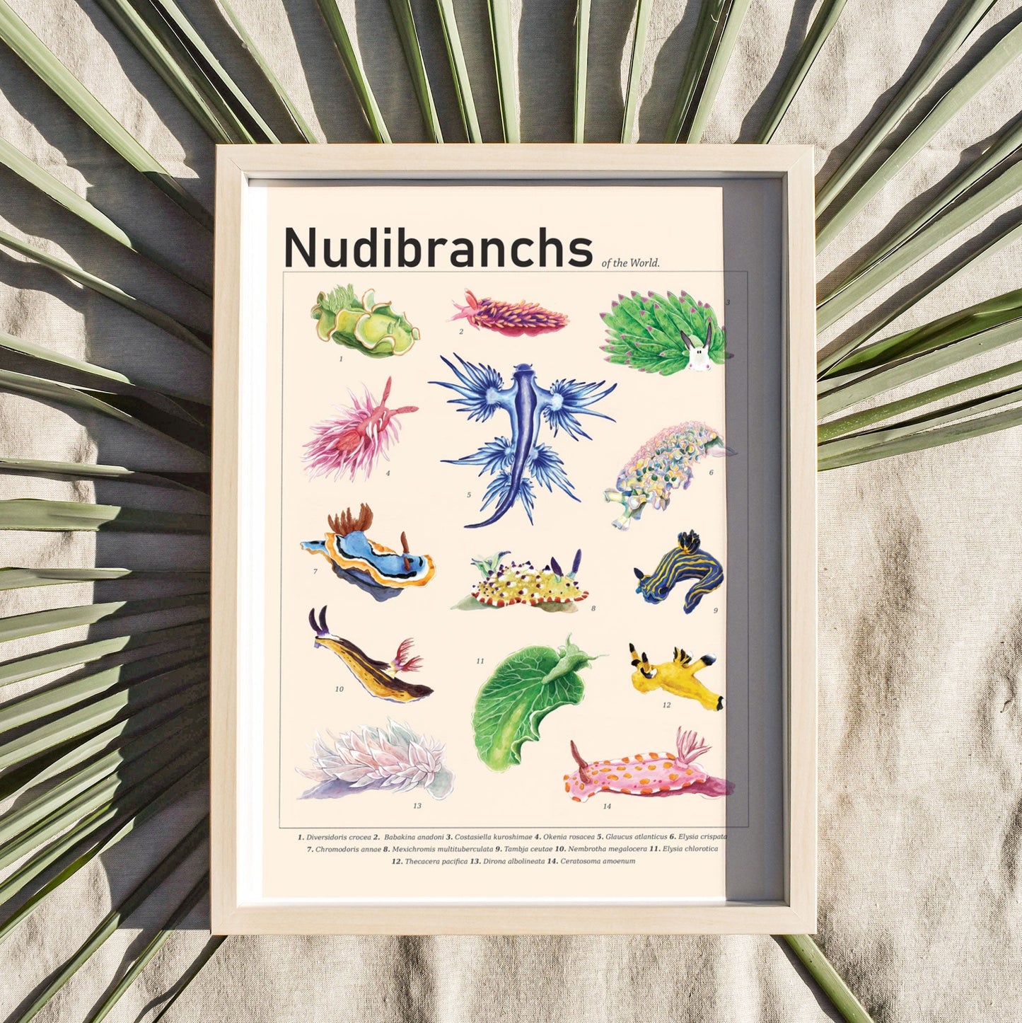 Nudibranchs of the World