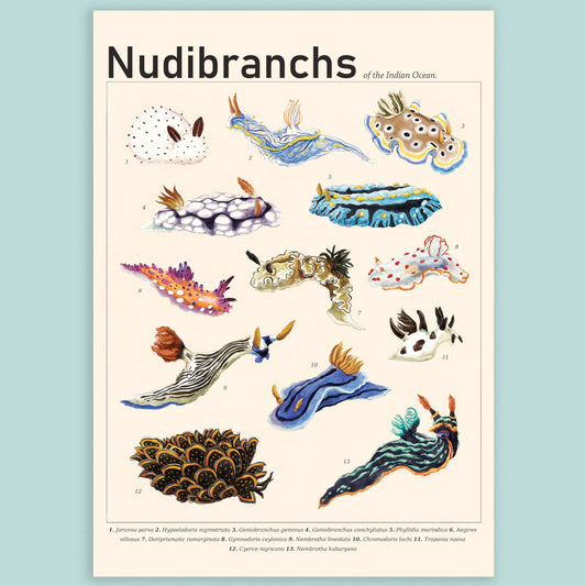 Nudibranchs of the Indian Ocean