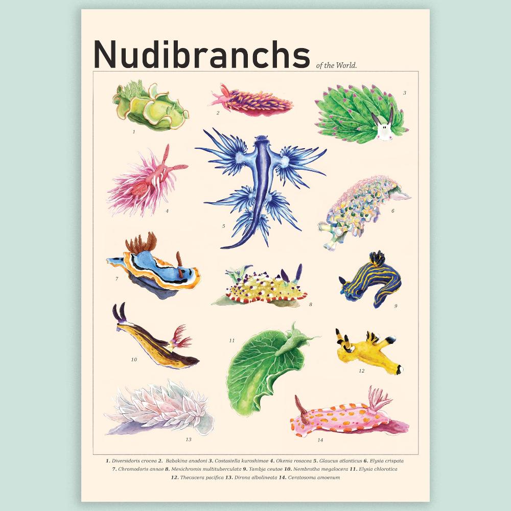 Nudibranchs of the World