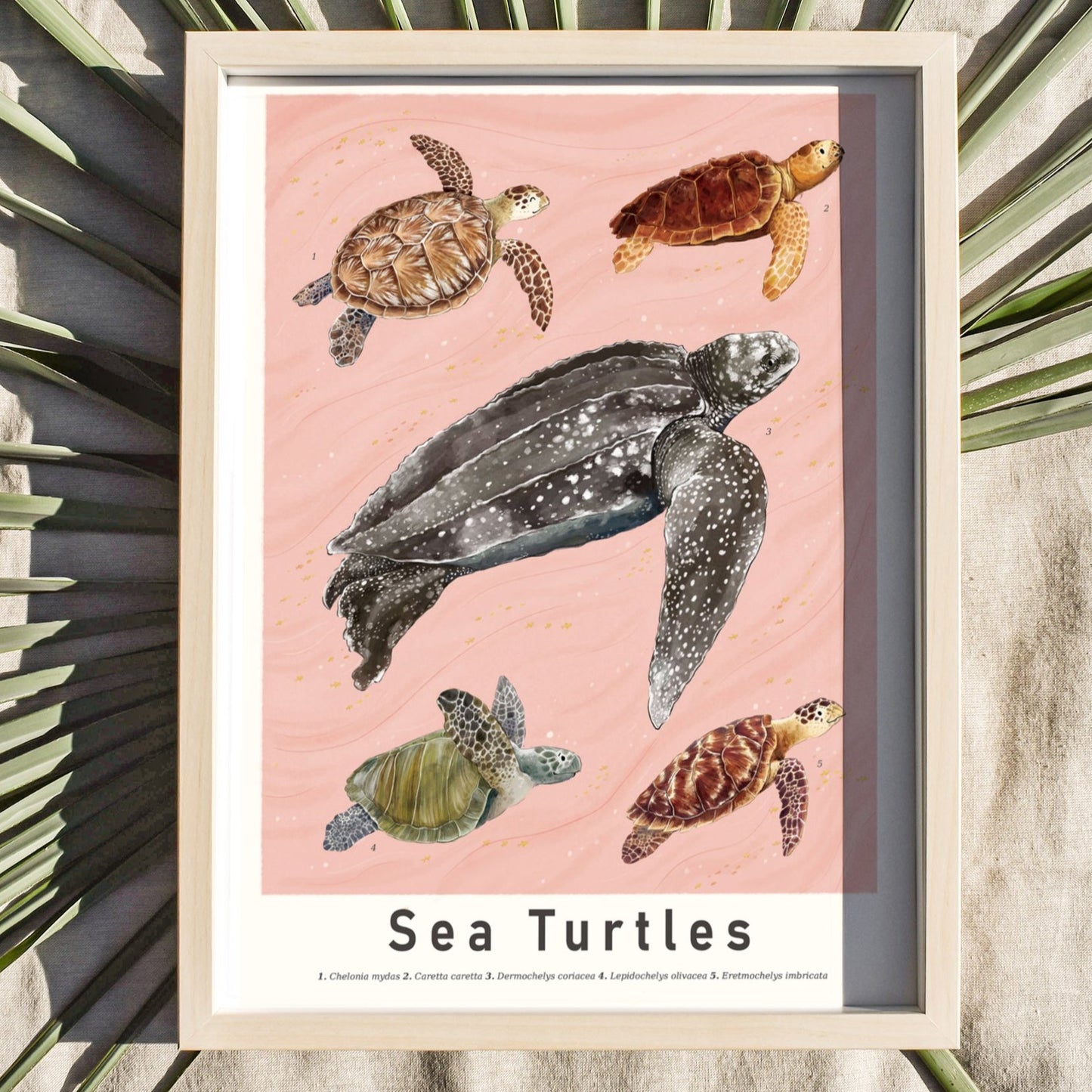 Sea Turtles Scientific Print