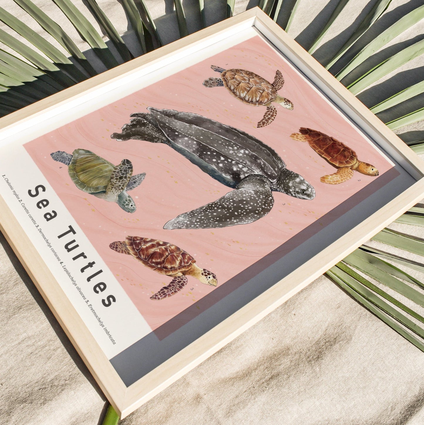 Sea Turtles Scientific Print