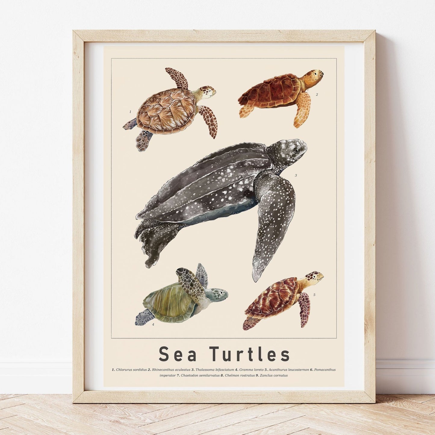 Sea Turtles Scientific Print